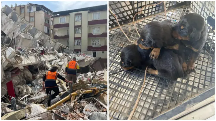 Mother Dog and Her Three Newborn Puppies Found Safe 28 Days After Earthquake