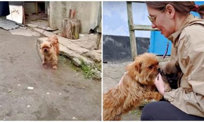 Mother Dog on a Chain Begs with Rescuer to Keep Her Last Baby by Her Side