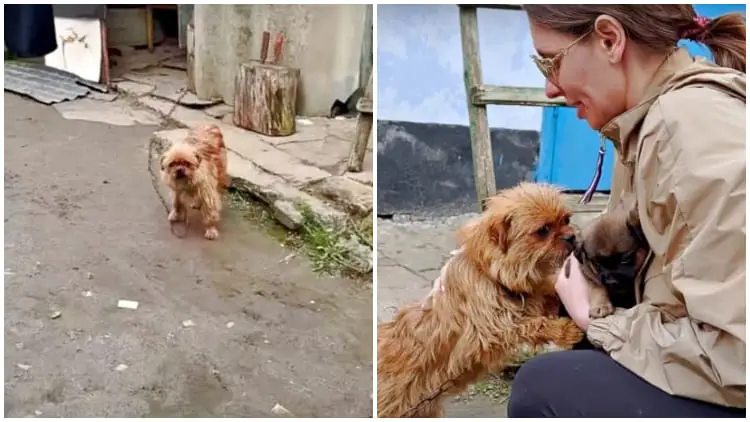 Mother Dog on a Chain Begs with Rescuer to Keep Her Last Baby by Her Side