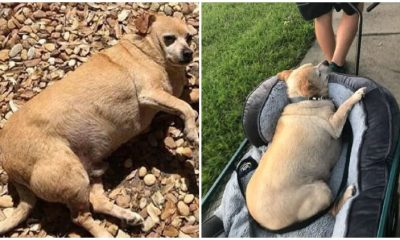 Obese Chihuahua Could Not Walk Due To Its Overweight, But Lost Over Half Of Its 35Lb Weight