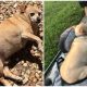 Obese Chihuahua Could Not Walk Due To Its Overweight, But Lost Over Half Of Its 35Lb Weight