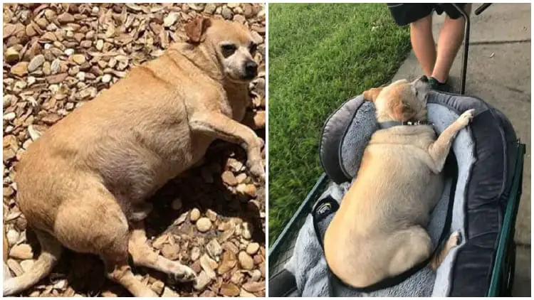 Obese Chihuahua Could Not Walk Due To Its Overweight, But Lost Over Half Of Its 35Lb Weight