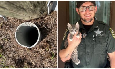 Officer's Assistance Made A Ladder to Help Mario the Kitten Escape from a Pipe By Leveling Up