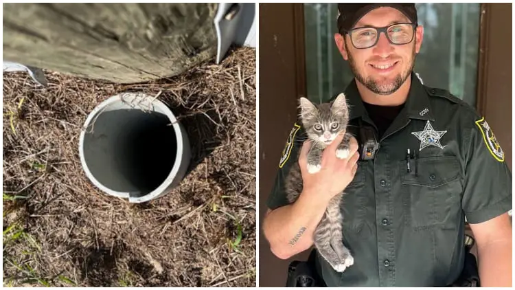 Officer's Assistance Made A Ladder to Help Mario the Kitten Escape from a Pipe By Leveling Up