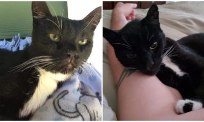 Old Cat Seeks Adoption at 18, Now Grows Up Happily at 23 with the Life He Always Deserved