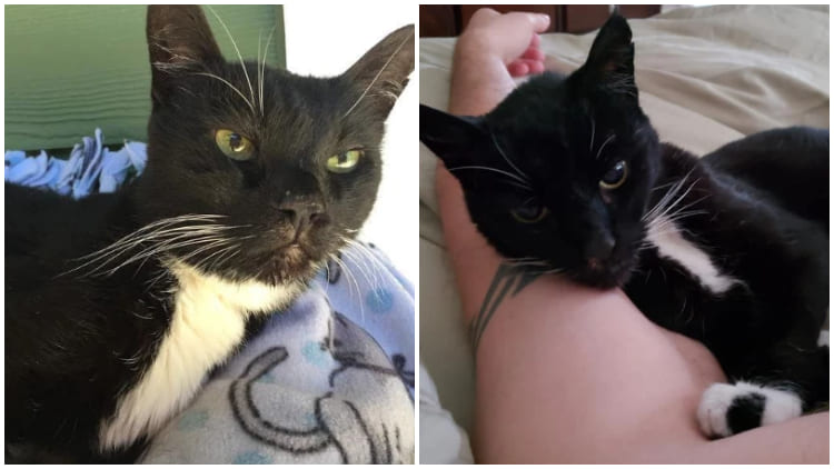 Old Cat Seeks Adoption at 18, Now Grows Up Happily at 23 with the Life He Always Deserved