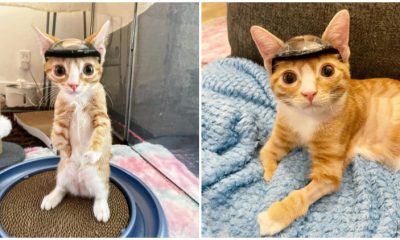 Otter, The Tiny Kitten That Needs to Wear a Special Hat to Keep His Head Safe