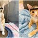 Otter, The Tiny Kitten That Needs to Wear a Special Hat to Keep His Head Safe