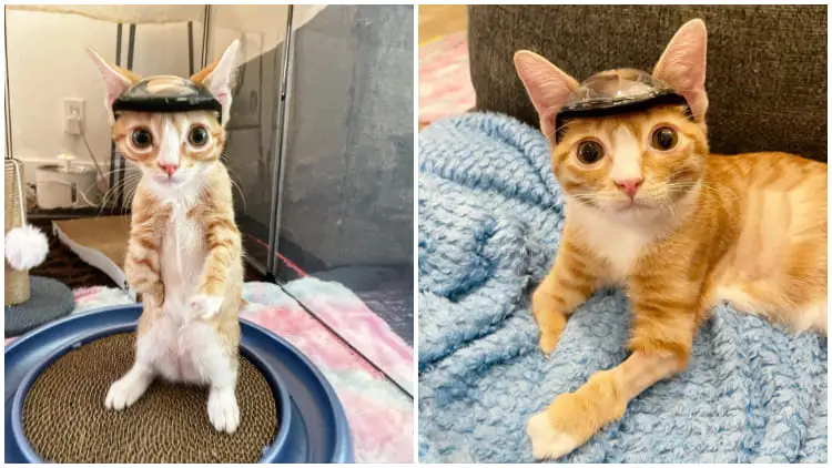 Otter, The Tiny Kitten That Needs to Wear a Special Hat to Keep His Head Safe
