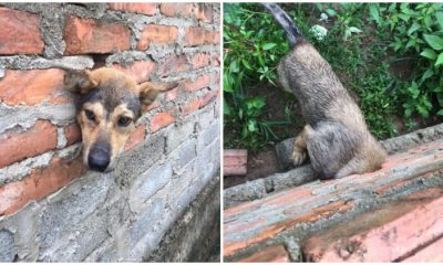 Owner Smashes Brick Wall to Rescue Dog with Stuck Head