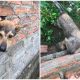 Owner Smashes Brick Wall to Rescue Dog with Stuck Head