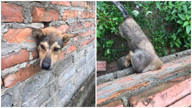 Owner Smashes Brick Wall to Rescue Dog with Stuck Head