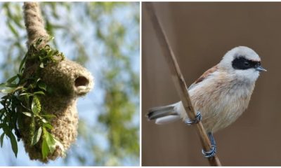 Penduline Tits: Crafty Birds Build False Entrances to Fool Predators