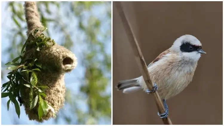 Penduline Tits: Crafty Birds Build False Entrances to Fool Predators