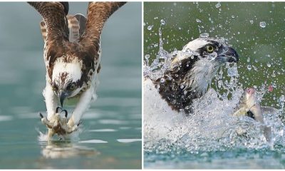 Photographer Captures Amazing Photos of Osprey Diving for Prey