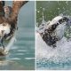 Photographer Captures Amazing Photos of Osprey Diving for Prey