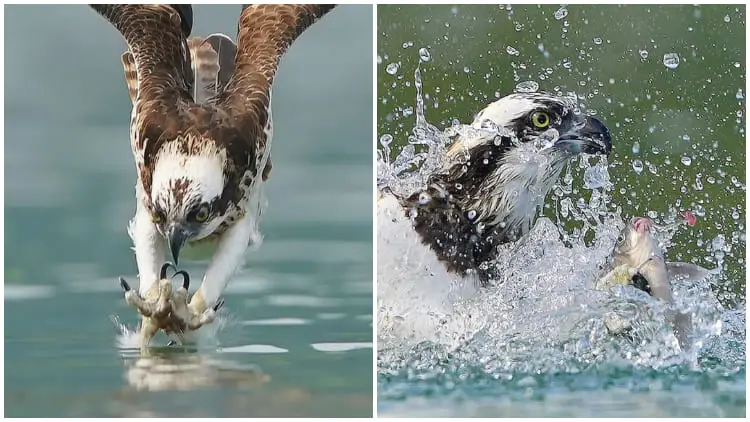 Photographer Captures Amazing Photos of Osprey Diving for Prey