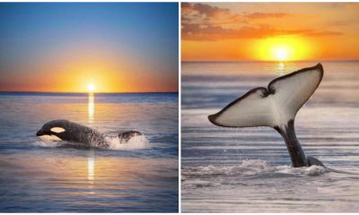 Photographer Captures Beautifully Enchanting Images Of Orcas And Sunsets, Creating a Dreamlike Scene