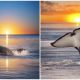 Photographer Captures Beautifully Enchanting Images Of Orcas And Sunsets, Creating a Dreamlike Scene