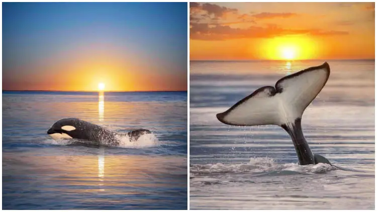 Photographer Captures Beautifully Enchanting Images Of Orcas And Sunsets, Creating a Dreamlike Scene