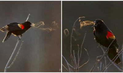 Photographer Captures Red-winged Blackbird Creating Smoke-like Rings With His Breath