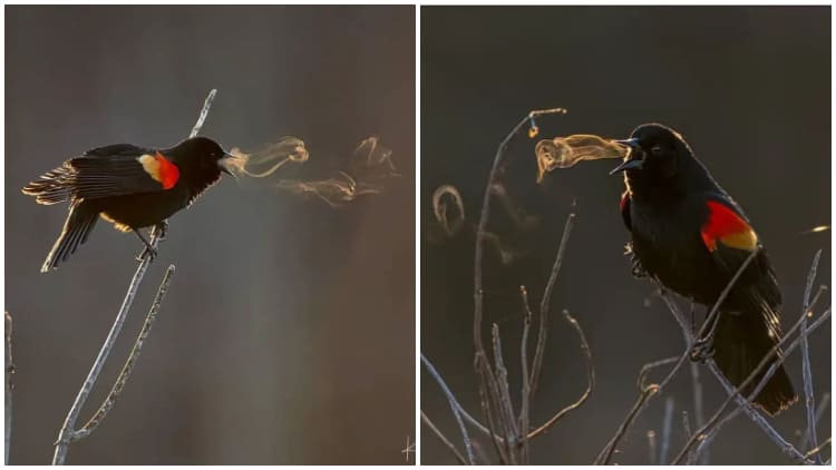 Photographer Captures Red-winged Blackbird Creating Smoke-like Rings With His Breath