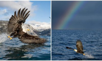 Photographer Captures Stunning Moment Of Bald Eagle Grabbing A Fish From Alaskan Waters