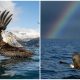 Photographer Captures Stunning Moment Of Bald Eagle Grabbing A Fish From Alaskan Waters