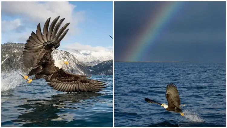 Photographer Captures Stunning Moment Of Bald Eagle Grabbing A Fish From Alaskan Waters