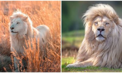 Photographer Simon Needham Captures Beautiful White Lions to Share Their Rare Color Mutation