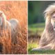 Photographer Simon Needham Captures Beautiful White Lions to Share Their Rare Color Mutation