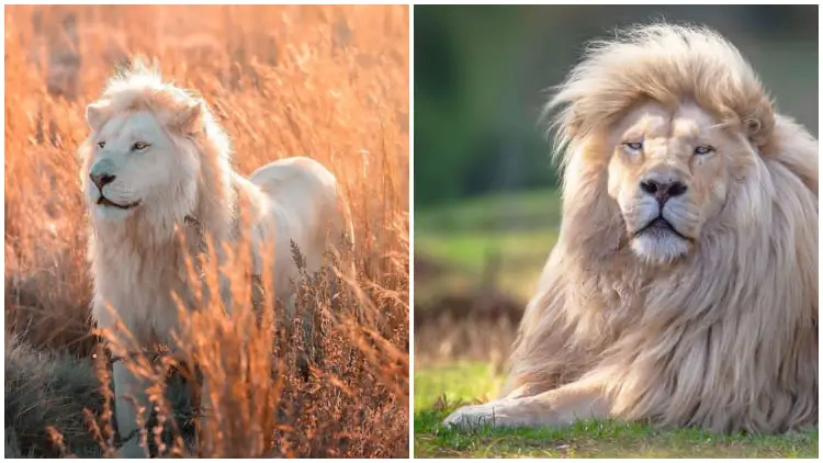 Photographer Simon Needham Captures Beautiful White Lions to Share Their Rare Color Mutation