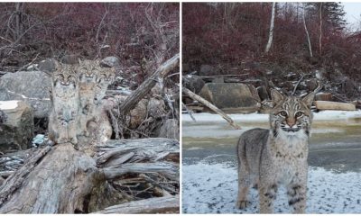 Photographer Uses Drone to Take Pictures of Three Bobcats