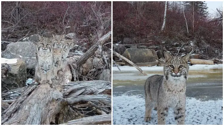 Photographer Uses Drone to Take Pictures of Three Bobcats