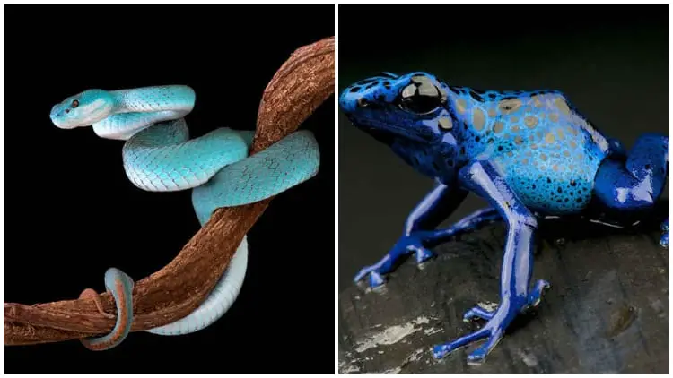 Photographer from the Netherlands Takes Pictures of the Most Colorful and Dangerous Animals
