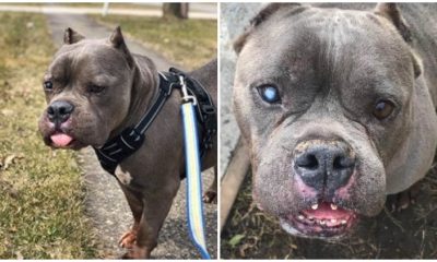 Pit Bull Faces Difficulty in Finding a Loving Home Due to His ‘Ugly’ Look