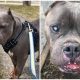 Pit Bull Faces Difficulty in Finding a Loving Home Due to His ‘Ugly’ Look