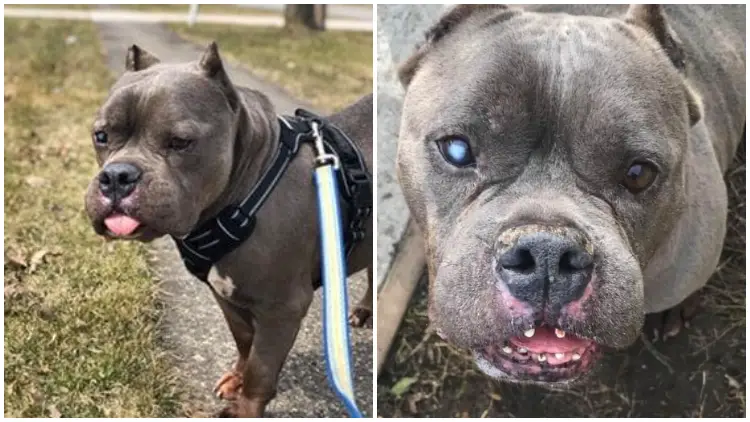 Pit Bull Faces Difficulty in Finding a Loving Home Due to His ‘Ugly’ Look