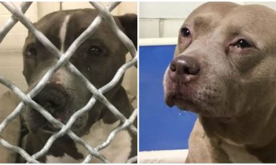 Pitiful Pit Bull Cries as Her Family Abandons Her at a Shelter