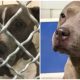 Pitiful Pit Bull Cries as Her Family Abandons Her at a Shelter