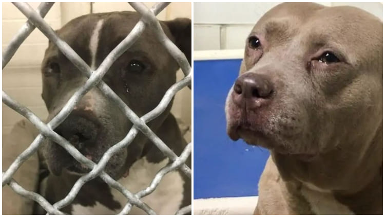 Pitiful Pit Bull Cries as Her Family Abandons Her at a Shelter