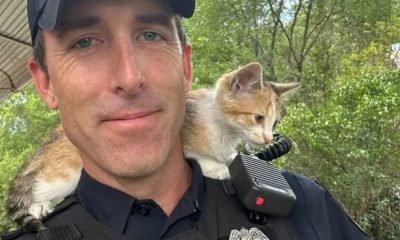 Police Officer Rescues Kitten Tossed from Car