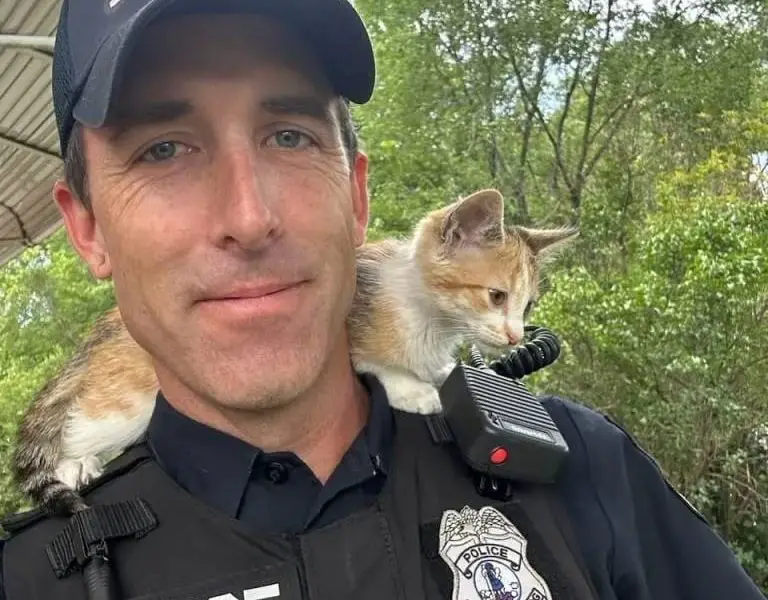 Police Officer Rescues Kitten Tossed from Car