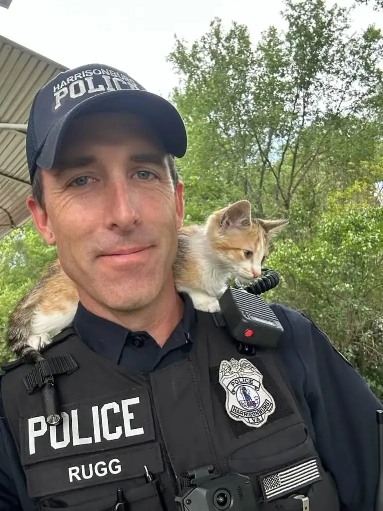 Police Officer Rescues Kitten Tossed from Car