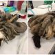 Poor Cat Was Rescued From Neglect And Relieved From The Burden Of Having Two Pounds Of Tangled Fur Removed