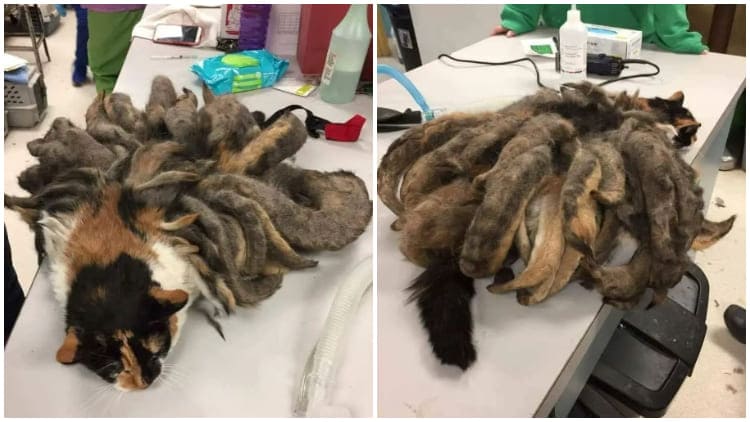 Poor Cat Was Rescued From Neglect And Relieved From The Burden Of Having Two Pounds Of Tangled Fur Removed