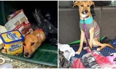 Poor Dog Left Behind by Heartless Mom, Survives in Trash for Almost 6 Days Before Rescuer Finds Him