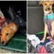 Poor Dog Left Behind by Heartless Mom, Survives in Trash for Almost 6 Days Before Rescuer Finds Him