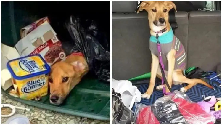 Poor Dog Left Behind by Heartless Mom, Survives in Trash for Almost 6 Days Before Rescuer Finds Him