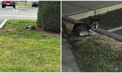 Poor Dog Refuses to Leave the Spot Where She Last Saw Her Family, Hoping for Her Family's Return